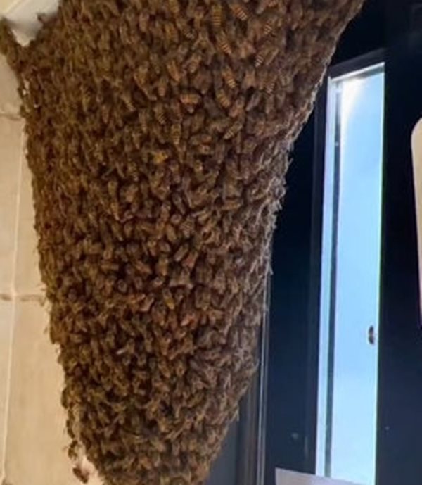 รายการ 93+ ภาพพื้นหลัง ผึ้งบินเข้าบ้าน ดีไหม ครบถ้วน รายการ 93+ ภาพพื้นหลัง ผึ้งบินเข้าบ้าน ดีไหม ครบถ้วน