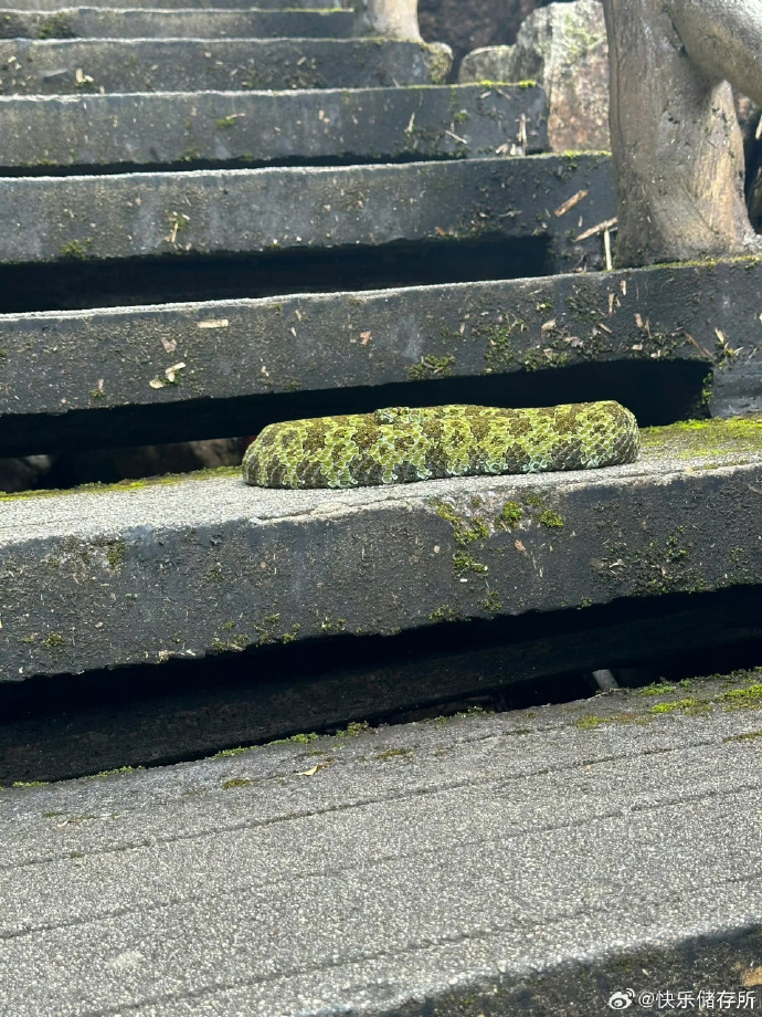 Mangshan is an iron-headed snake