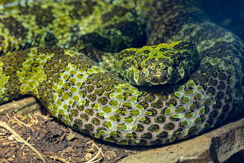 Mangshan is an iron-headed snake