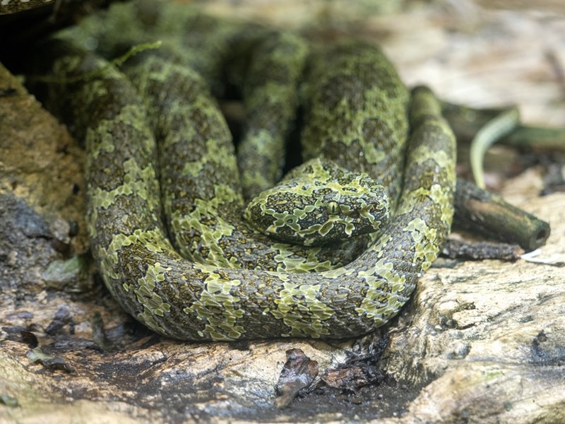 Mangshan is an iron-headed snake