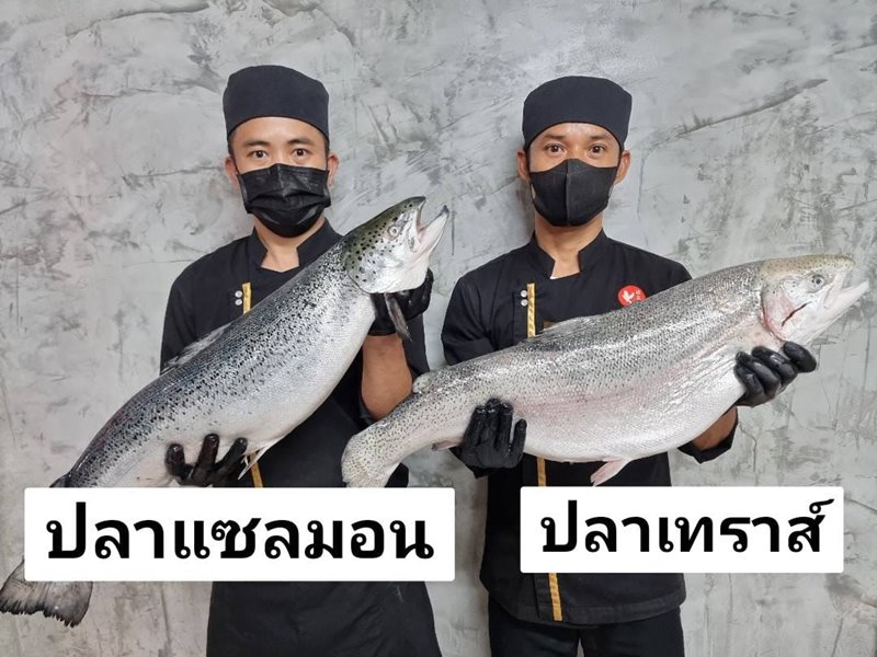 ปลาแซลมอน กับ ปลาเทราต์ ต่างกันอย่างไร