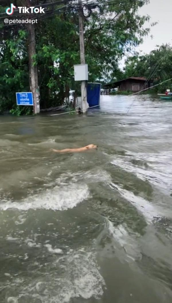 ช่วยหมาจมน้ำ