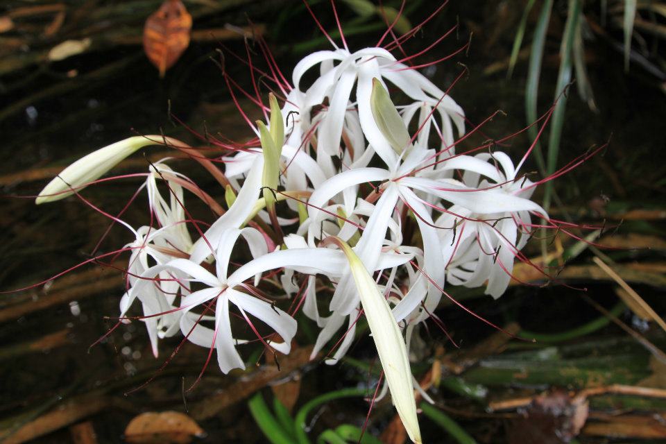 ผลการค้นหารูปภาพสำหรับ พลับพลึงธาร