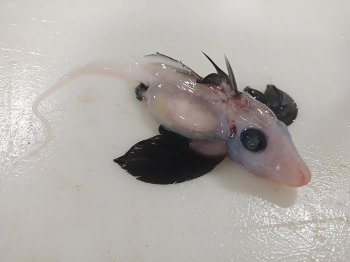 ฉลามผี 