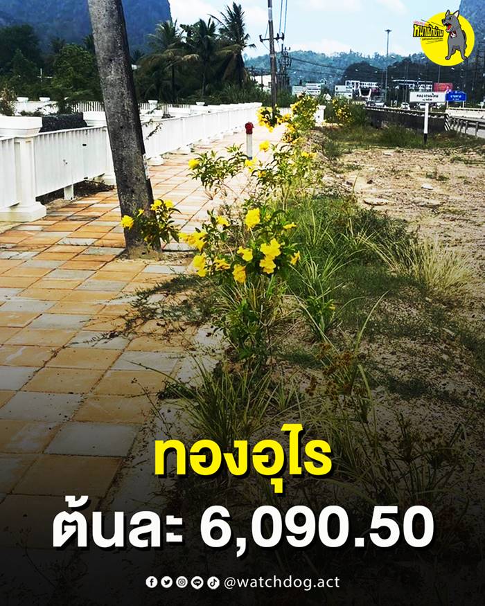 ต้นทองอุไร 70 ราชการซื้อ 6,090