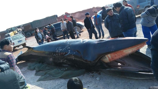 ตะลึง พบซากวาฬหนักเกือบ 4 ตันเกยตื้น คาดติดมากับอวนชาวประมง