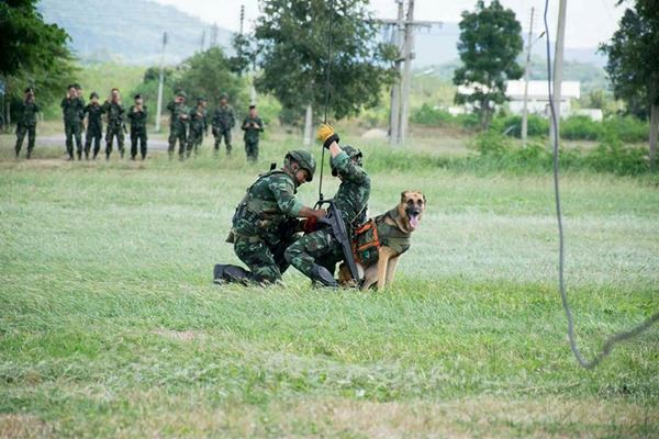 การฝึกสุนัขทหาร
