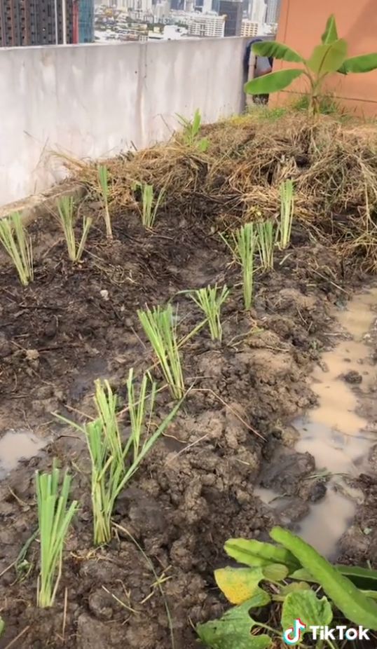 ปลูกผักดาดฟ้าคอนโด