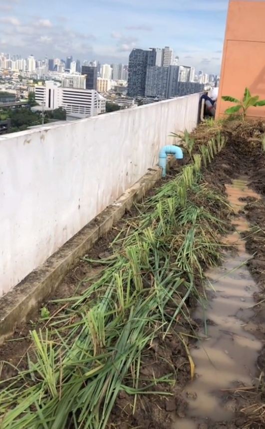 ปลูกผักดาดฟ้าคอนโด