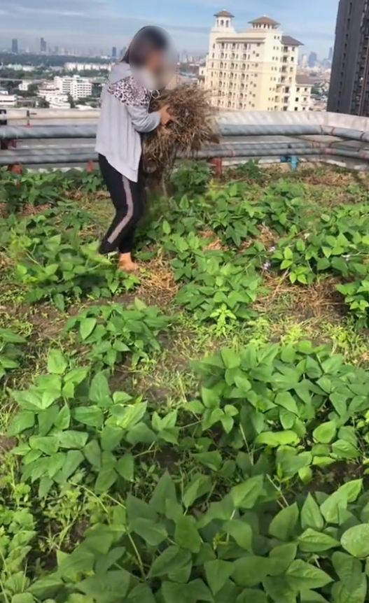 ปลูกผักดาดฟ้าคอนโด