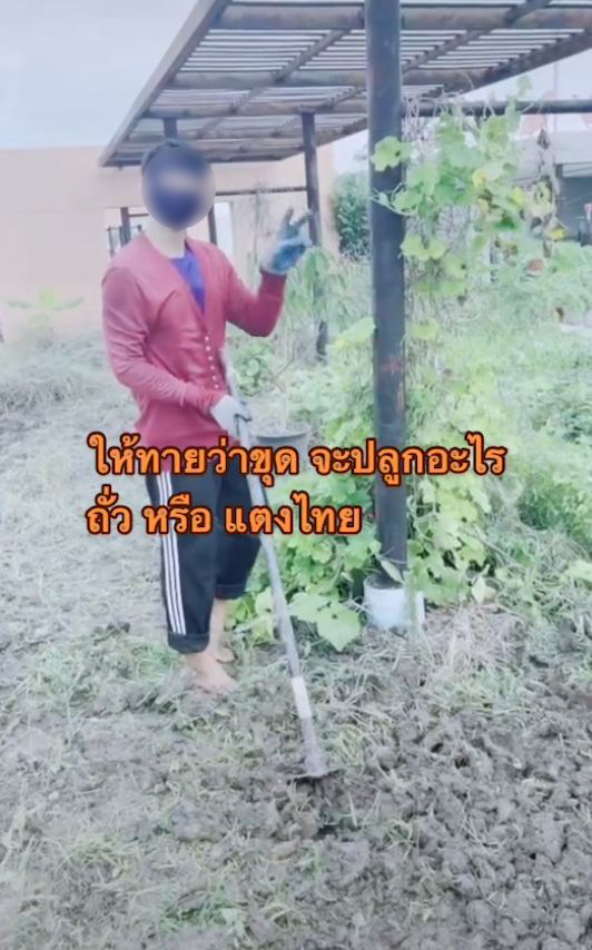 ปลูกผักดาดฟ้าคอนโด