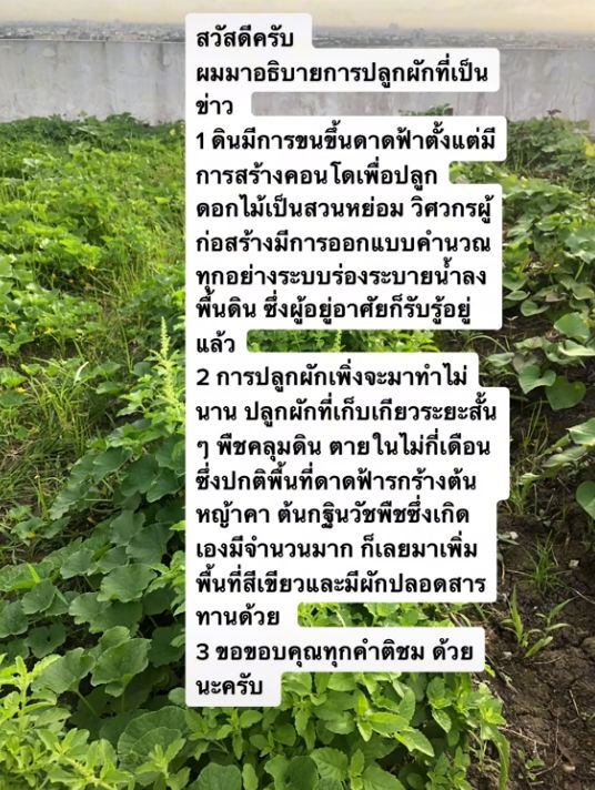 ปลูกผักดาดฟ้าคอนโด