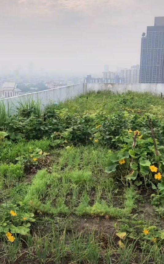 ปลูกผักดาดฟ้าคอนโด