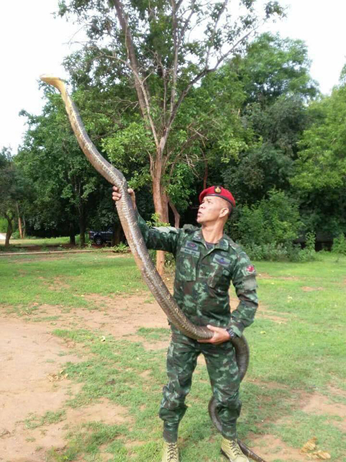 ทหารจับงู
