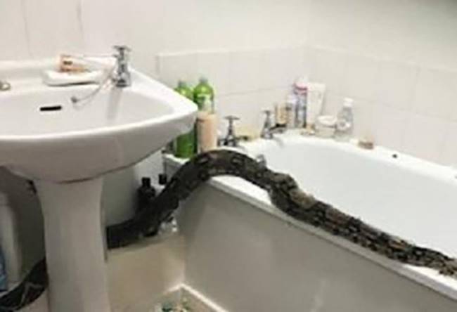 งูเหลือมในห้องน้ำ