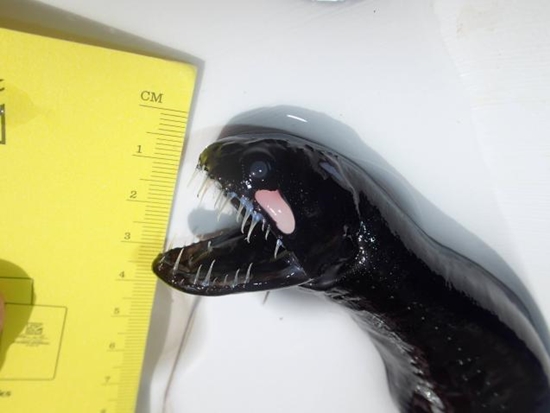 ปลามังกรดำ สัตว์ประหลาดน่าสะพรึงจากทะเลน้ำลึก