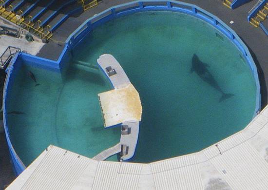 สลดใจ พิพิธภัณฑ์สัตว์น้ำขังวาฬเพชฌฆาตในแทงก์แคบ อยู่โดดเดี่ยวมานานกว่า 35 ปี