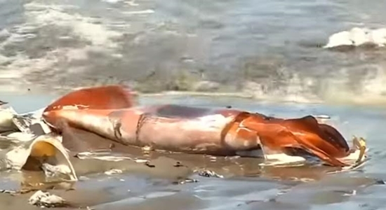 ระบบนิเวศวิกฤต ปลาหมึกยักษ์นับพันลอยตายเกลื่อนหาดในชิลี 