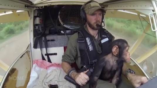 นักบินช่วยลูกชิมแปนซีกำพร้า