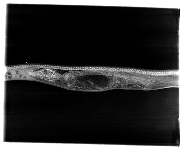ภาพน่าทึ่ง ติดตามการย่อยของงูหลามหลังเขมือบจระเข้ หายวาบใน 7 วัน