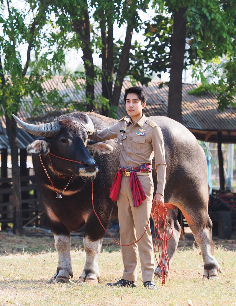 ปลัดจูงควาย หล่องานดี พีคสุดที่คอมเมนต์ 