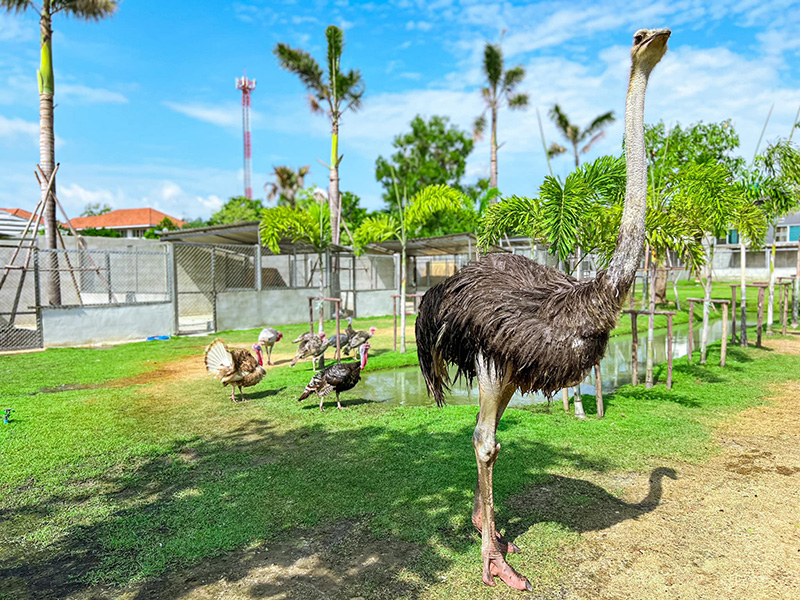 Osauce Mini zoo ประกาศปิดถาวร หลัง นทท ทำร้ายสัตว์