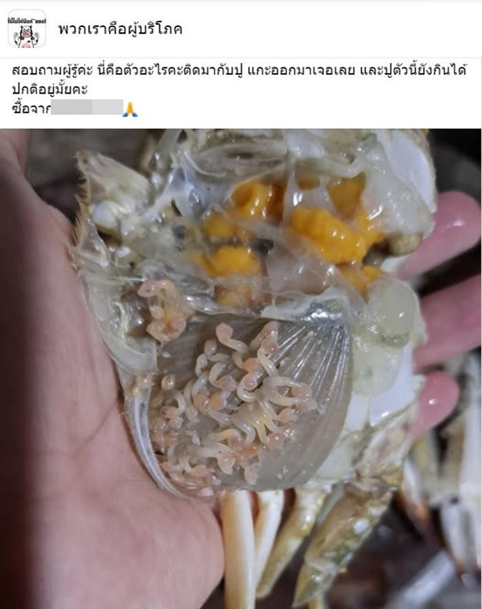 สาวซื้อปูไข่ แกะมาเจอสิ่งมีชีวิตปริศนา 