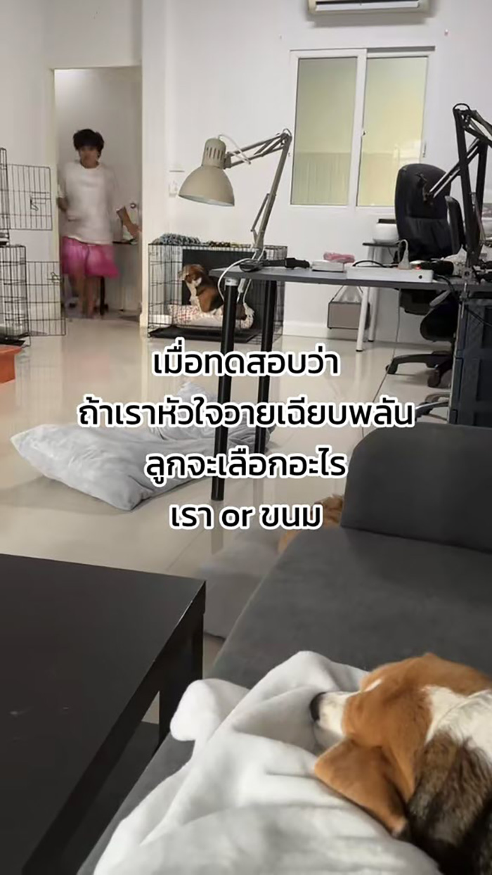 ลองใจน้องหมา ถ้าหัวใจวายล้ม จะช่วยเจ้าของ หรือ เลือกขนม 