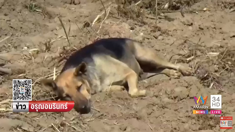 คนรักหมา