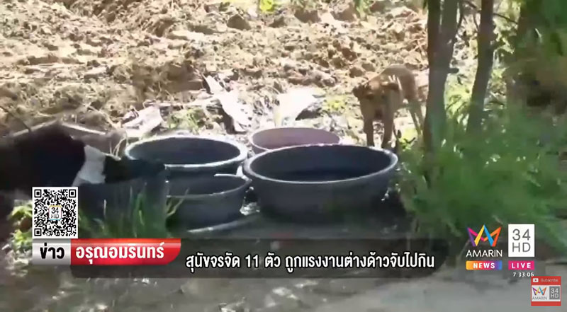 คนรักหมา