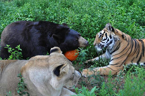 ชมภาพสุดอบอุ่นของ 3 เพื่อนซี้ หมี เสือ สิงโต