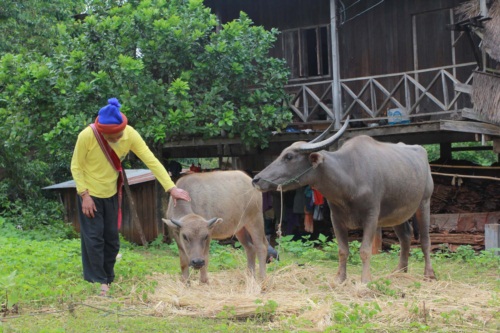 ผู้เฒ่ามุเสาะ...คนจริงแห่งขุนเขา-ลุ่มน้ำเมืองเหนือ