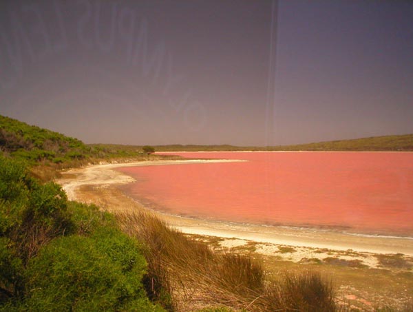 ปรากฏการณ์น่าทึ่ง เลค ฮิลเลอร์ ทะเลสาบสีชมพูในออสเตรเลีย