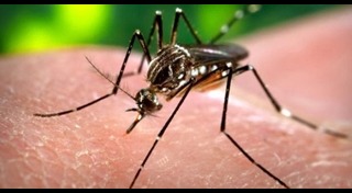 มาลาเรีย