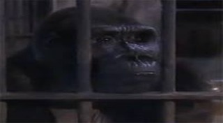 กอริลลาบัวน้อย