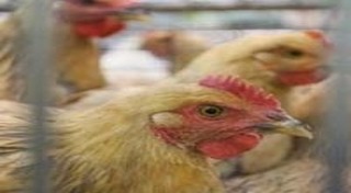 ไข้หวัดนก