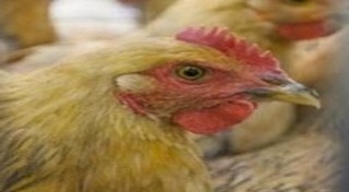 ไข้หวัดนก