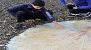 แมงกะพรุนยักษ์