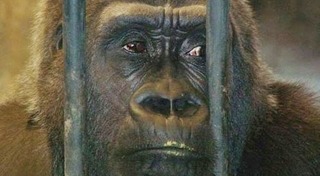 สวนสัตว์พาต้า