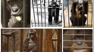 กอริลลาบัวน้อย