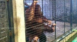 สวนสัตว์พาต้า