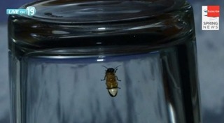 หิ่งห้อย