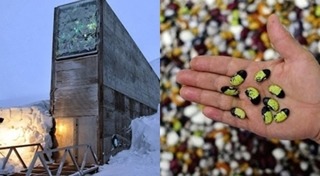 เมล็ดพันธุ์พืช