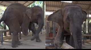 ช้างพิการ