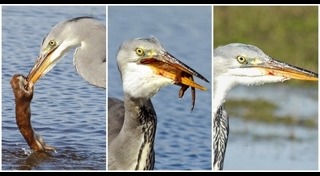 นกกระสา