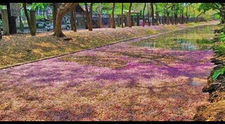 สวนจตุจักร