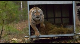 เสือโคร่งไซบีเรีย