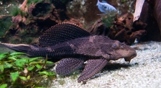 ปลาซัคเกอร์