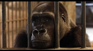 กอริลลาบัวน้อย