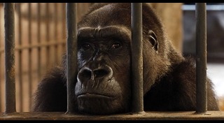 กอริลลาบัวน้อย